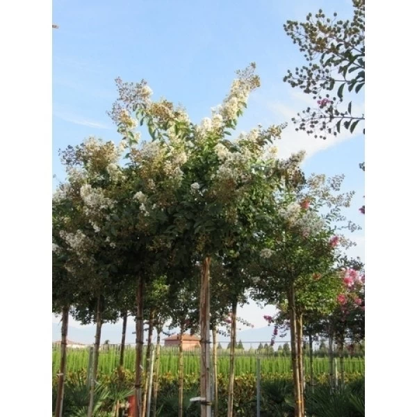 Witte Lagerstroemia Als Boom (Lagerstroemia Indica) - Afbeelding 3