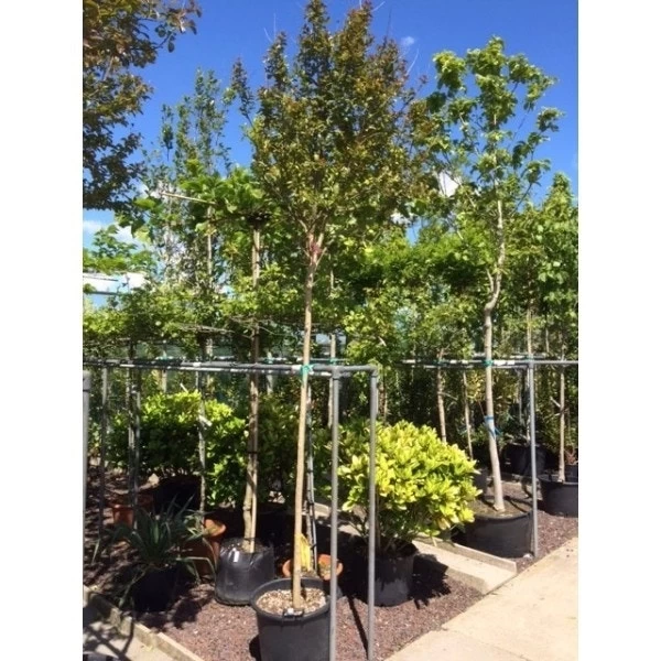Witte Lagerstroemia Als Boom (Lagerstroemia Indica) - Afbeelding 4