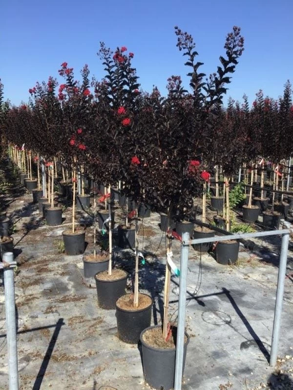 Lagerstroemia Als Halfstam (Lagerstroemia 'Black Diamond Best Red') - Afbeelding 3
