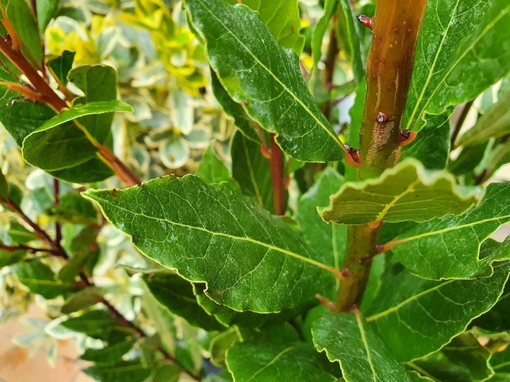 Echte Laurier (Laurus Nobilis) - Afbeelding 2