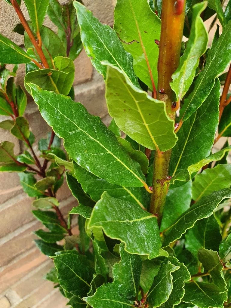 Echte Laurier (Laurus Nobilis) - Afbeelding 3