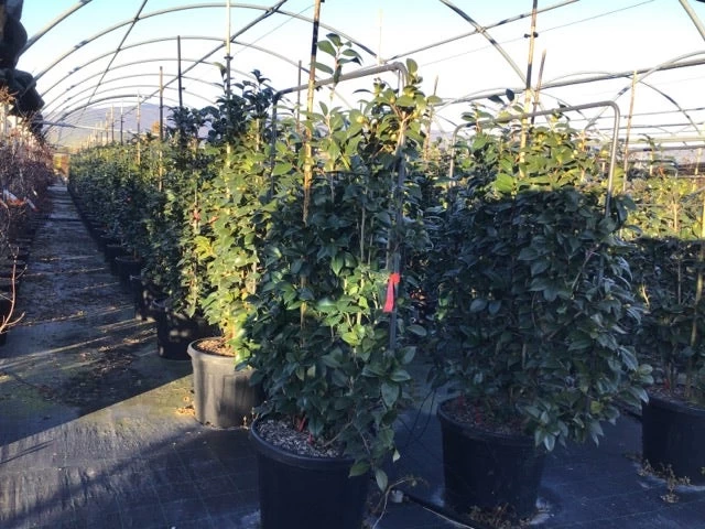 Camelia Als Leivorm (Camellia Japonica 'Black Lace') - Afbeelding 3