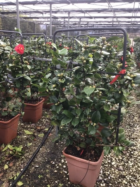 Camelia Als Leivorm (Camellia Japonica 'Doctor Burnside') - Afbeelding 2