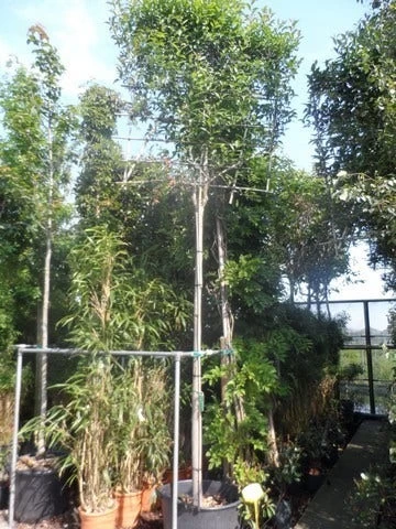 Liguster Als Leiboom (Ligustrum Japonicum) - Afbeelding 3