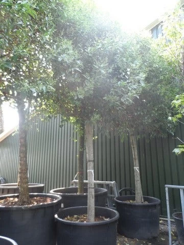 Liguster Als Leiboom (Ligustrum Japonicum) - Afbeelding 4