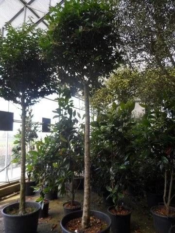 Liguster Op Stam (Ligustrum Japonicum 'Texanum') - Afbeelding 6