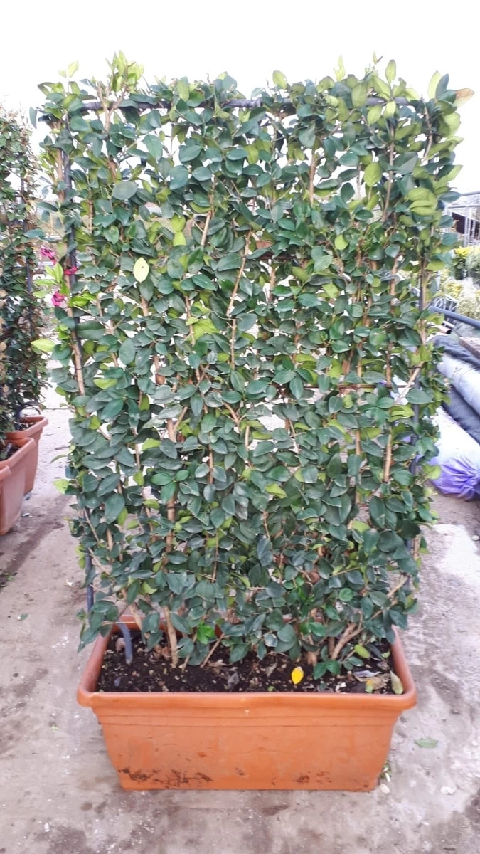 Liguster Als Leivorm (Ligustrum Japonicum 'Texanum') - Afbeelding 2