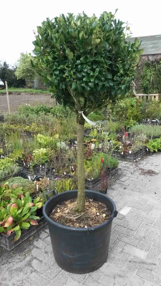 Liguster Op Stam (Ligustrum Japonicum 'Texanum') - Afbeelding 5