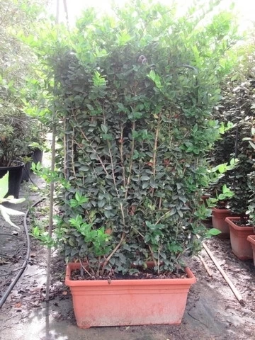Liguster Als Leivorm (Ligustrum Japonicum 'Texanum') - Afbeelding 3