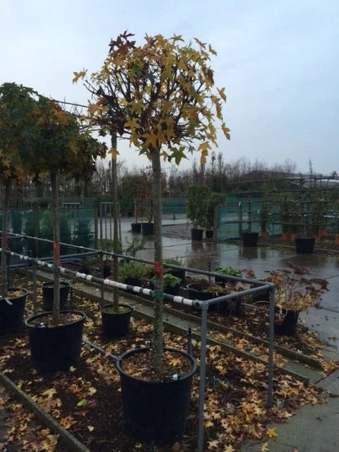 Amberboom (Liquidambar 'Gum Ball') - Afbeelding 10