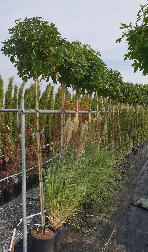 Amberboom (Liquidambar 'Gum Ball') - Afbeelding 14