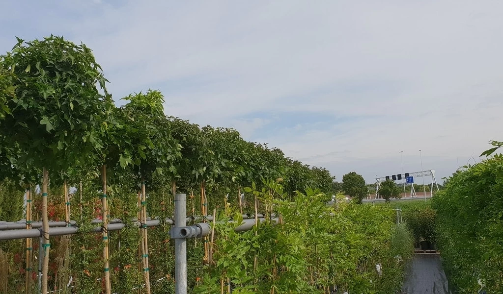 Amberboom (Liquidambar 'Gum Ball') - Afbeelding 16