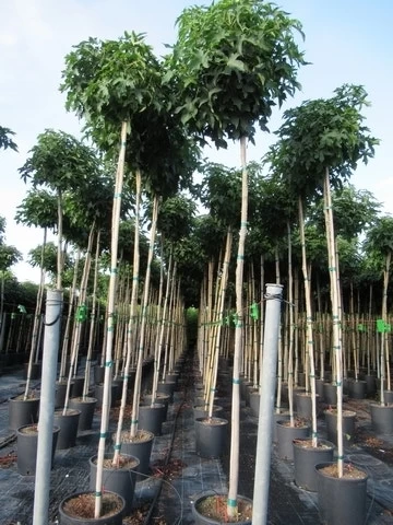 Amberboom (Liquidambar 'Gum Ball') - Afbeelding 15