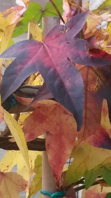 Amberboom Als Leiboom (Liquidambar Styraciflua) - Afbeelding 8