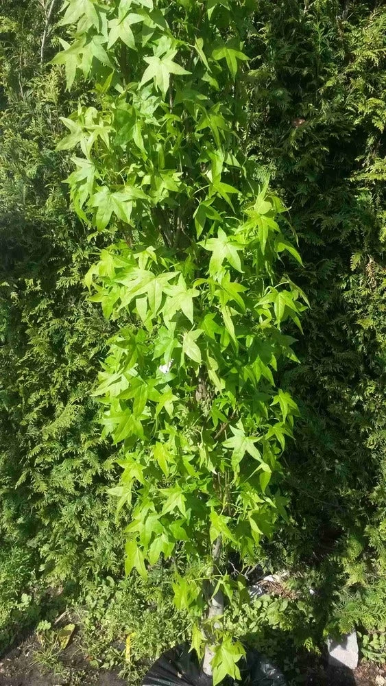 Amberboom (Liquidambar Styraciflua 'Slender Silhouette') - Afbeelding 3