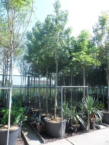 Amberboom (Liquidambar Styraciflua) - Afbeelding 11