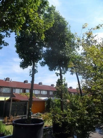 Amberboom (Liquidambar Styraciflua) - Afbeelding 12