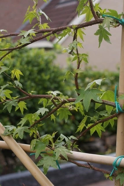 Amberboom Als Leiboom (Liquidambar Styraciflua) - Afbeelding 9