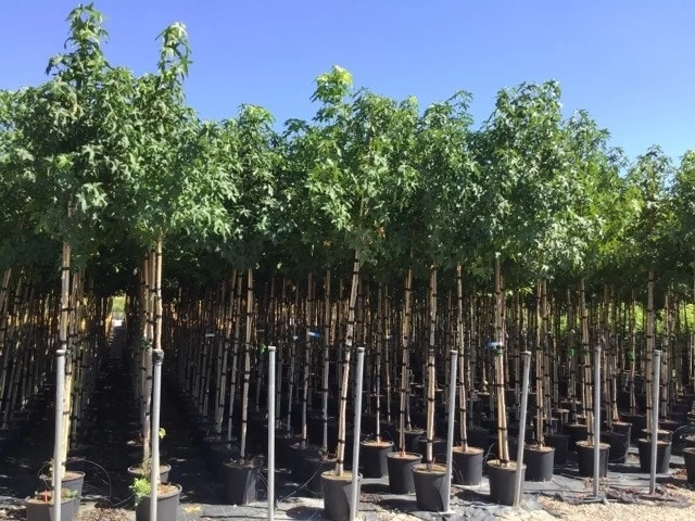 Amberboom (Liquidambar Styraciflua) - Afbeelding 19