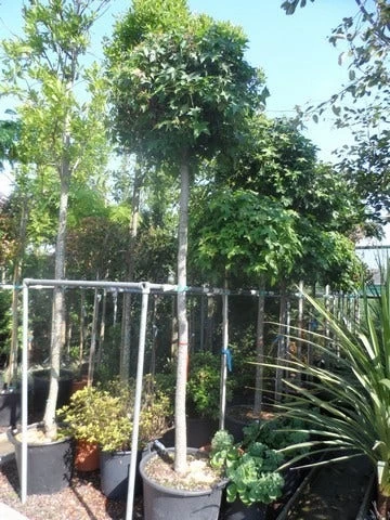 Amberboom (Liquidambar 'Gum Ball') - Afbeelding 12