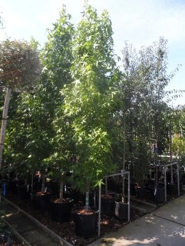 Amberboom (Liquidambar Styraciflua 'Slender Silhouette') - Afbeelding 4