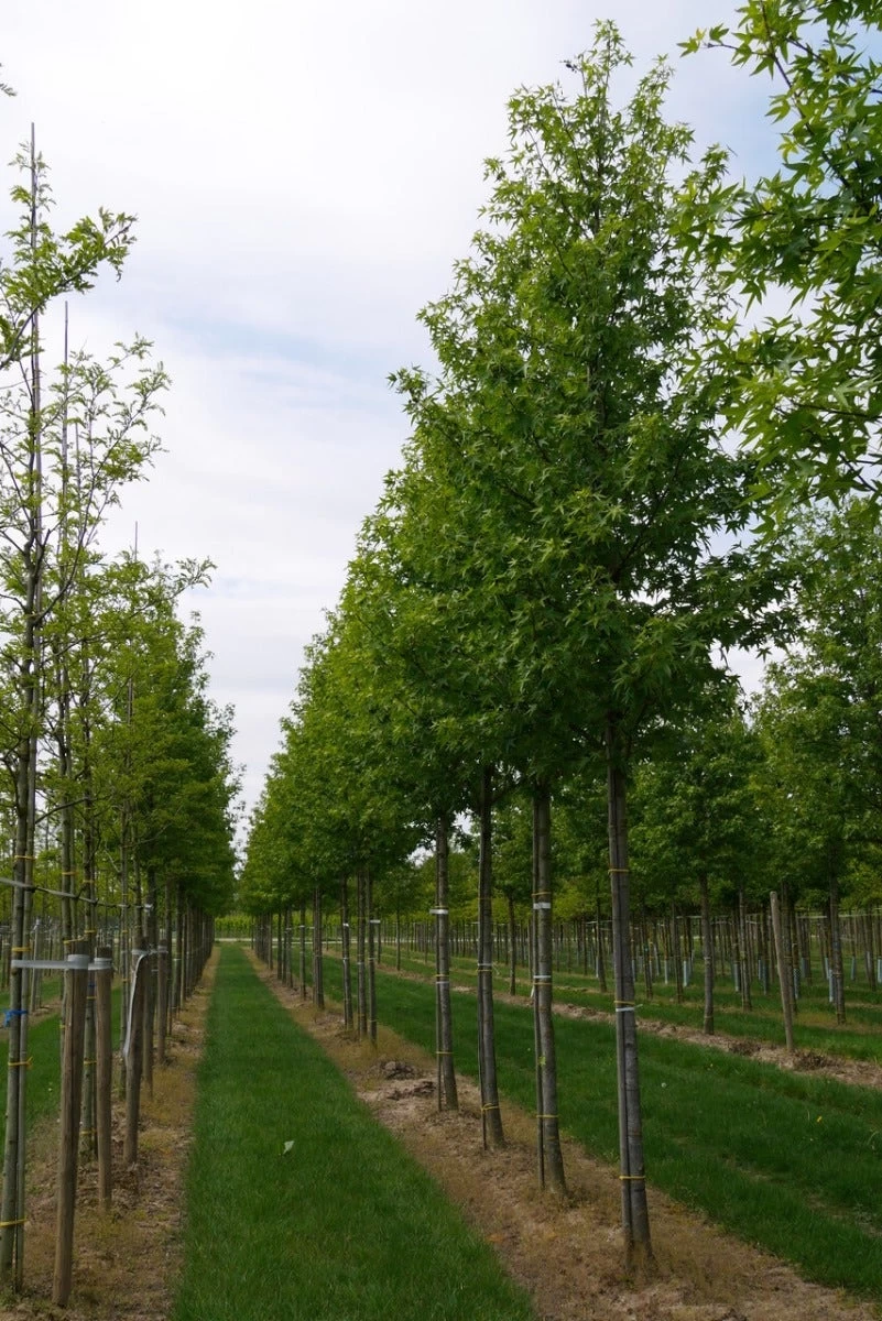 Grote Amberboom (Liquidambar Styraciflua 'Worplesdon') - Afbeelding 4