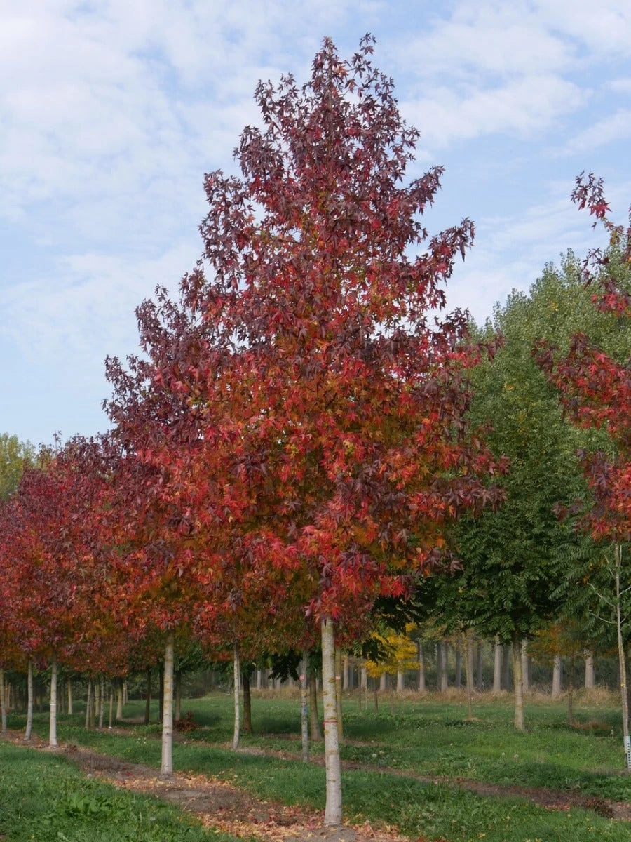 Grote Amberboom (Liquidambar Styraciflua 'Worplesdon') - Afbeelding 6