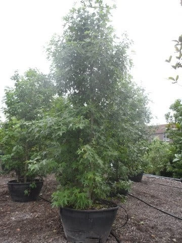 Amberboom Als Struik (Liquidambar Styraciflua 'Worplesdon') - Afbeelding 5
