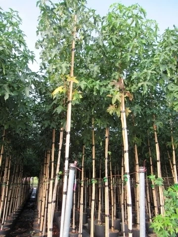 Amberboom (Liquidambar Styraciflua) - Afbeelding 18