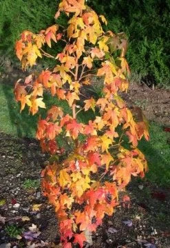 Amberboom (Liquidambar Styraciflua 'Golden Sun')