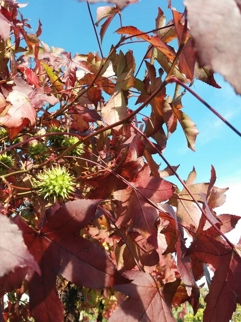 Amberboom (Liquidambar 'Gum Ball') - Afbeelding 19