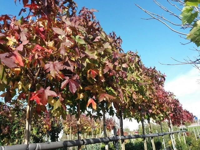 Amberboom (Liquidambar 'Gum Ball') - Afbeelding 18