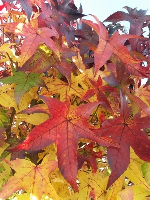 Amberboom (Liquidambar 'Gum Ball') - Afbeelding 7