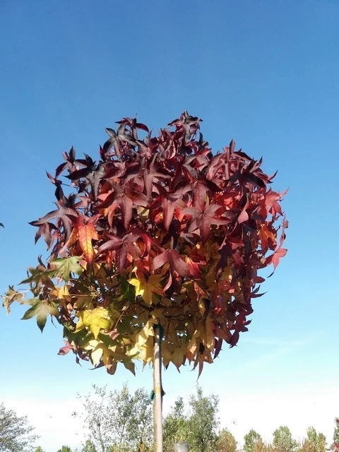 Amberboom (Liquidambar 'Gum Ball') - Afbeelding 17
