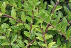 Struikkamperfoelie (Lonicera Pileata)