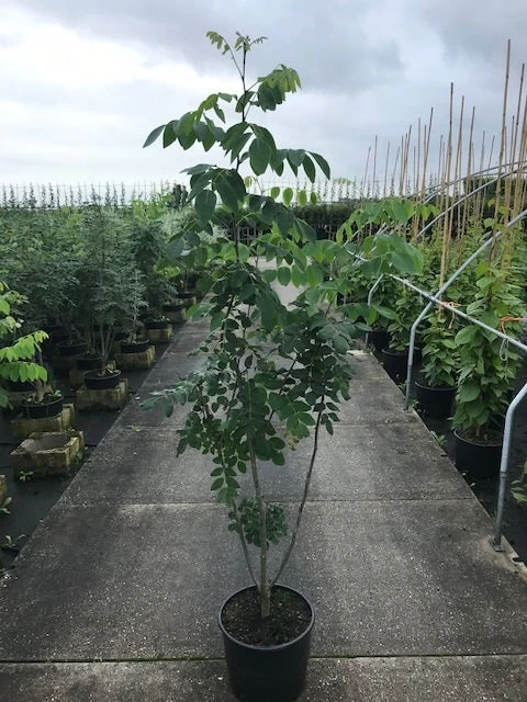 Maackia (Maackia Amurensis) - Afbeelding 4