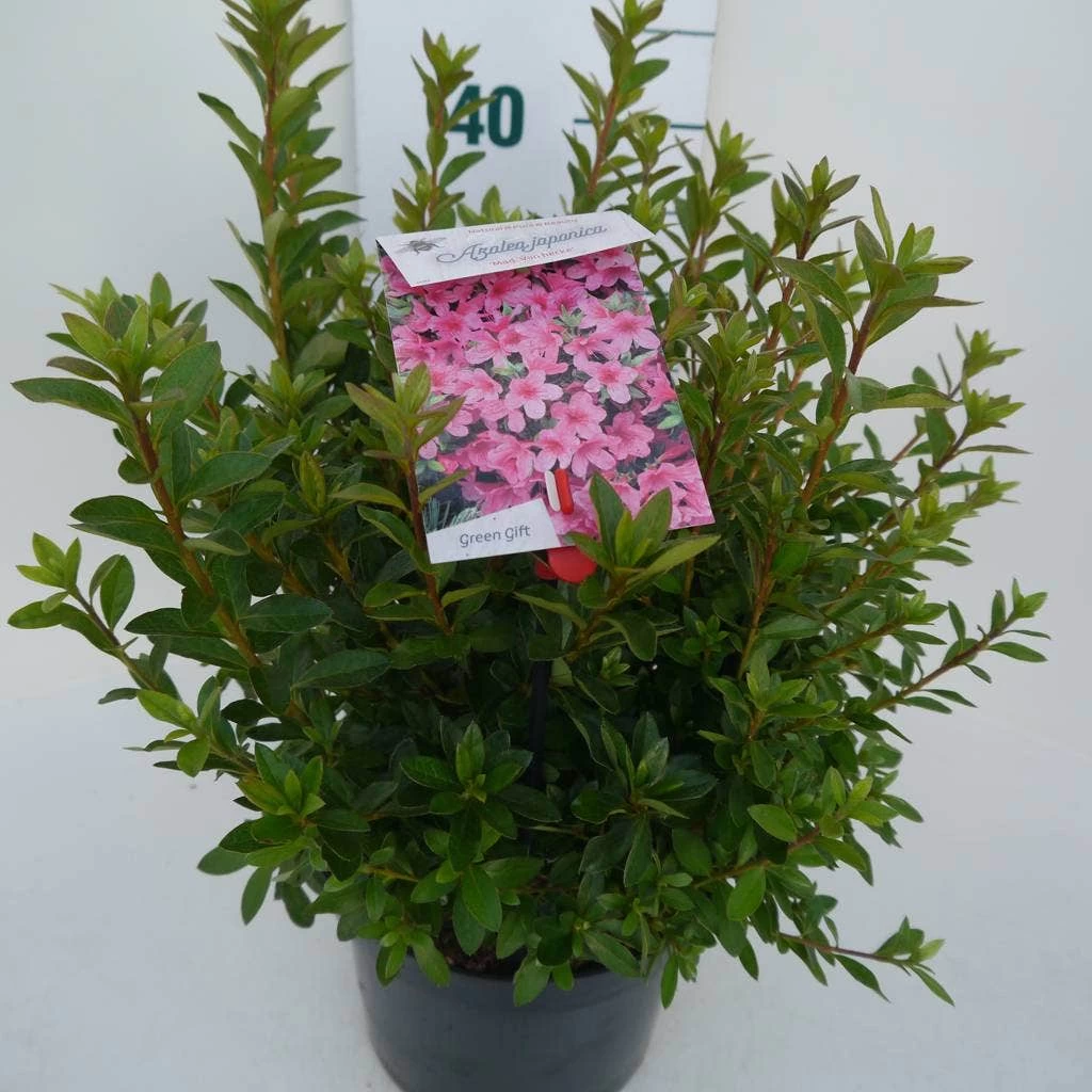 Japanse Azalea (Rhododendron 'Madame Van Hecke') - Afbeelding 8