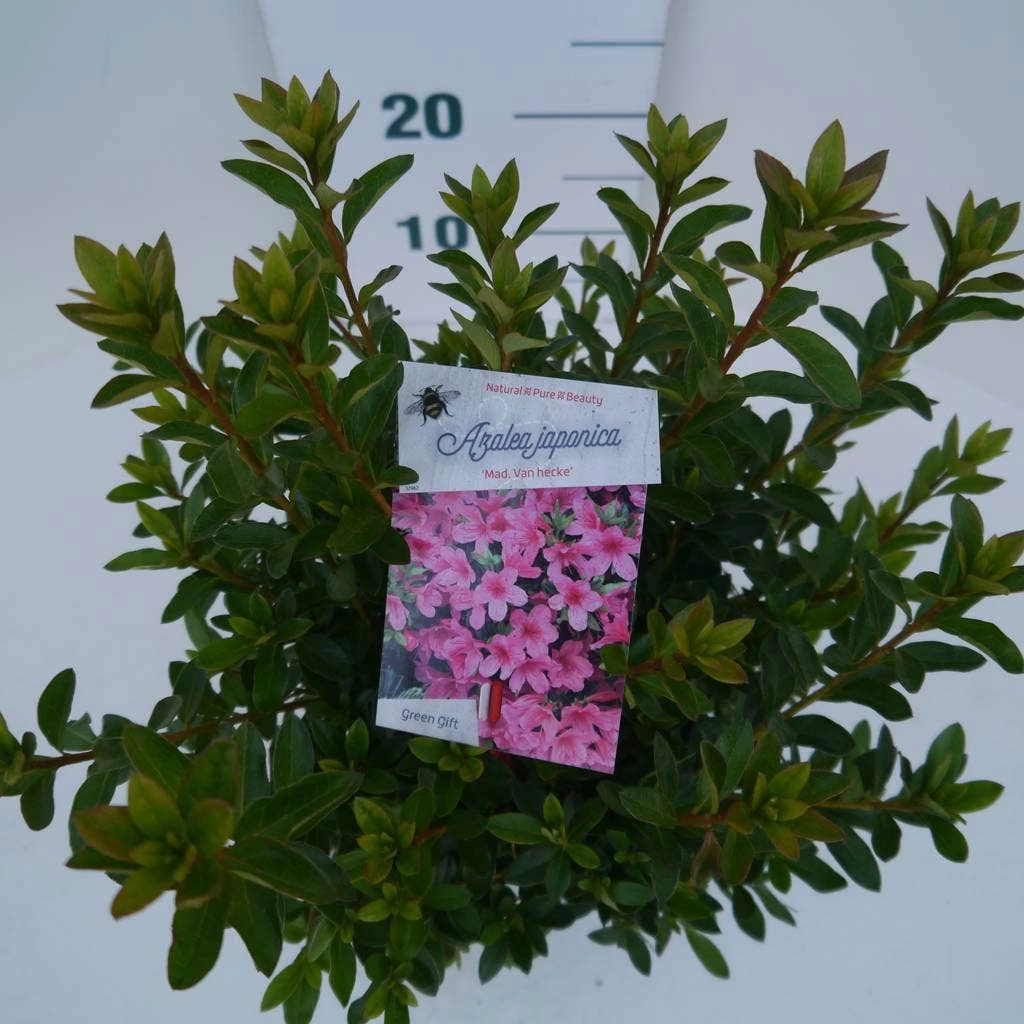 Japanse Azalea (Rhododendron 'Madame Van Hecke') - Afbeelding 4