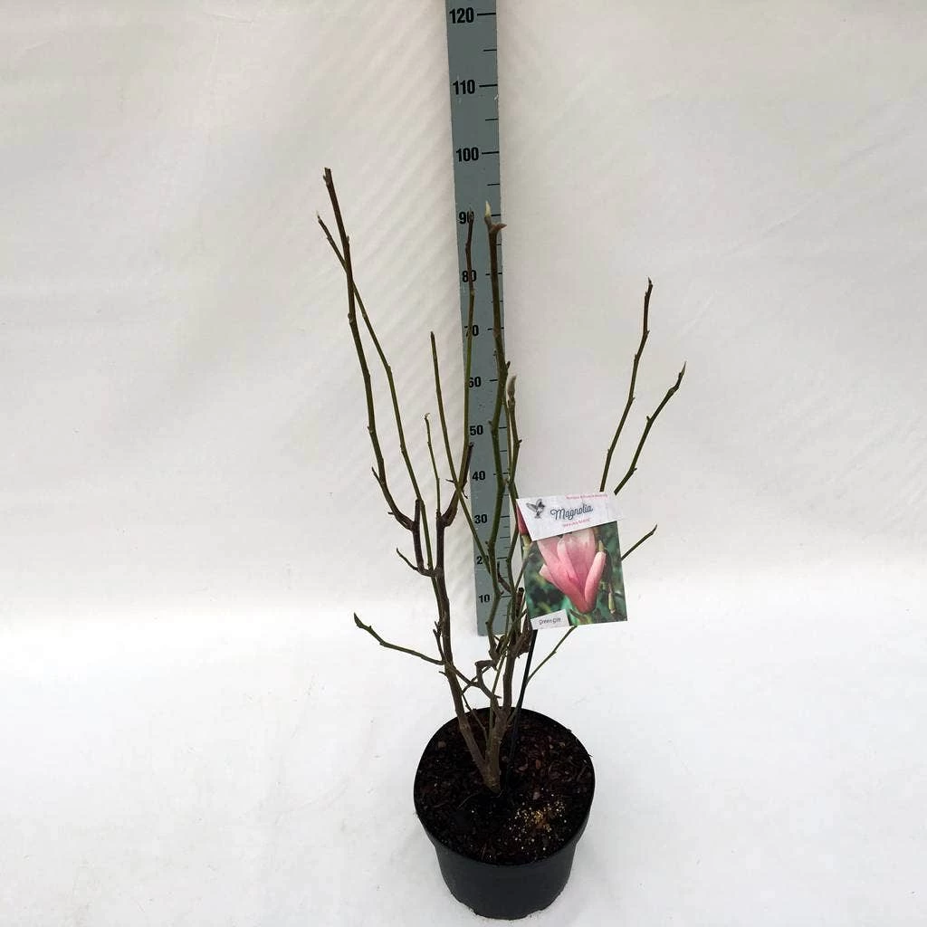 Beverboom (Magnolia 'Heaven Scent') - Afbeelding 3