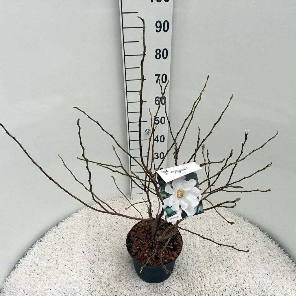 Stermagnolia (Magnolia Stellata) - Afbeelding 15