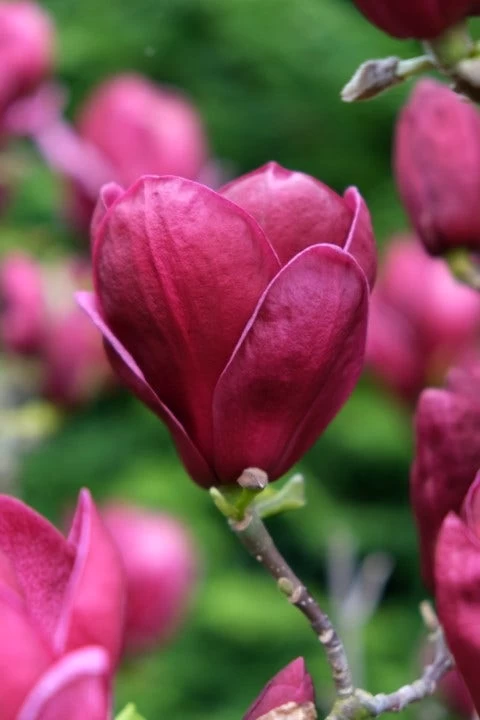 Beverboom (Magnolia 'Genie') - Afbeelding 5