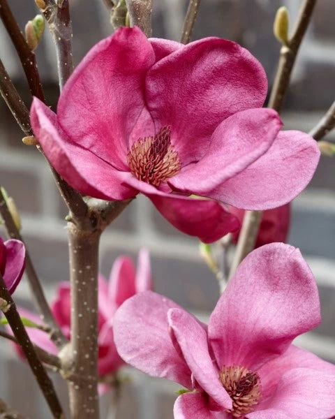 Beverboom (Magnolia 'Genie') - Afbeelding 4
