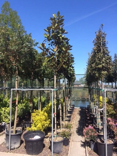 Beverboom (Magnolia Grandiflora 'Gallissoniere') - Afbeelding 9