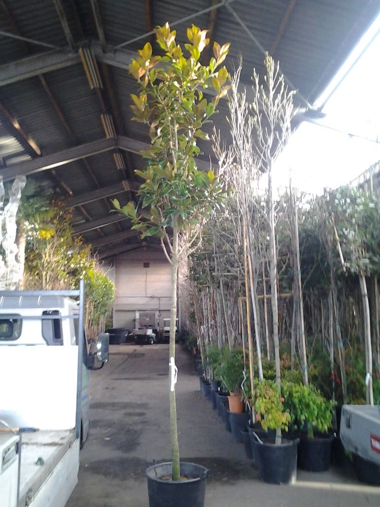 Beverboom (Magnolia Grandiflora 'Gallissoniere') - Afbeelding 5