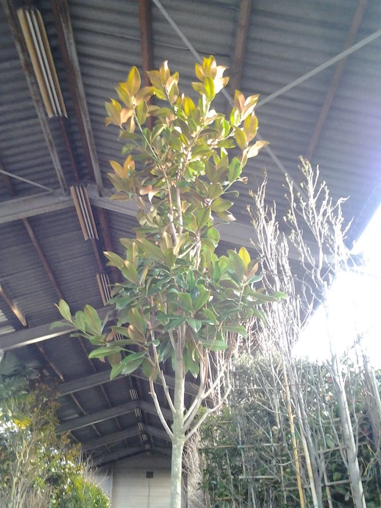 Beverboom (Magnolia Grandiflora 'Gallissoniere') - Afbeelding 6