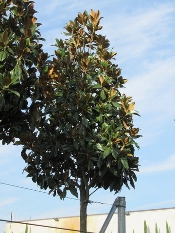 Beverboom (Magnolia Grandiflora 'Gallissoniere') - Afbeelding 3