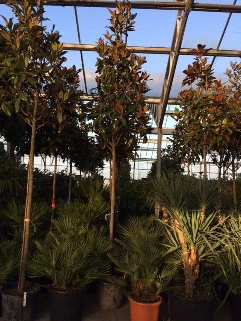 Beverboom (Magnolia Grandiflora 'Gallissoniere') - Afbeelding 7