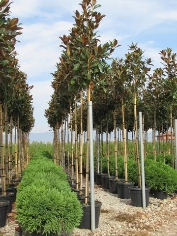 Beverboom (Magnolia Grandiflora 'Gallissoniere')