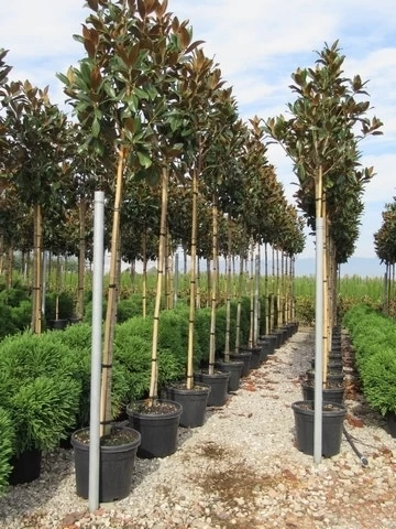 Beverboom (Magnolia Grandiflora 'Gallissoniere') - Afbeelding 4