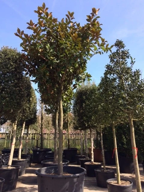 Beverboom (Magnolia Grandiflora 'Gallissoniere') - Afbeelding 8